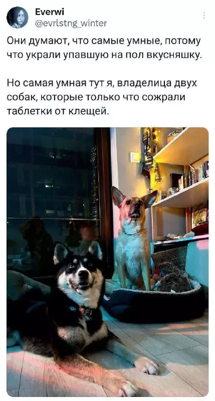 смешные картинки